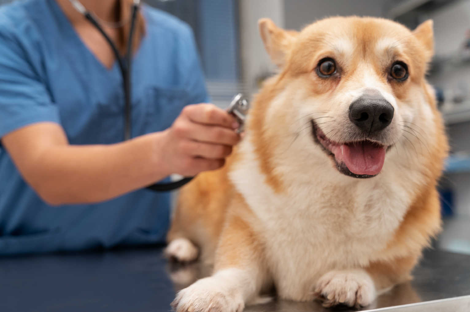 Veterinarian examining a Corgi dog
